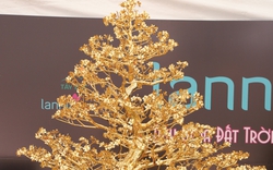 Ngắm cây mai mạ vàng 24K "cực độc" ở Thủ đô Hà Nội