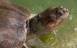 Cảnh tượng có một không hai: Hàng trăm nghìn con rùa non nở trên bờ sông