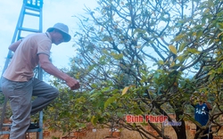 Một ông nông dân Bình Phước có vườn mai vàng 4.000 cây, đặc biệt có 2 cây mai vàng trị giá nửa tỷ