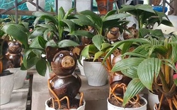 Ngộ nghĩnh dừa bonsai “độc lạ” hình mèo chào năm mới 2023