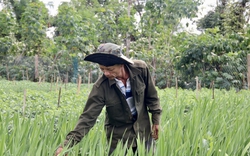 Đến khổ, tưới tắm mấy tháng trời nay thứ hoa "ương bướng" không nở, nông dân Đắk Lắk chả buồn ăn tết