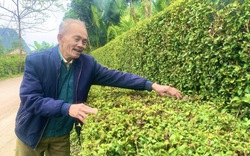 Trồng cây chè tàu làm hàng rào, nông thôn mới Quảng Bình đẹp như phim, thiên hạ đi qua tha hồ chụp ảnh