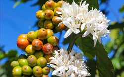 Lo ngại toàn cầu thiếu hụt cà phê Robusta đã thúc đẩy giá cà phê tiếp nối xu hướng tăng