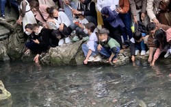 Gần 5.000 du khách đổ về Khu du lịch suối cá Cẩm Lương trong ngày mồng 3 Tết