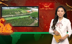 Bản tin Dân Việt Nóng 25/1: Mai Bình Định mất mùa nhưng doanh thu vẫn vượt trội