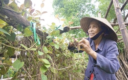 Đà Nẵng: Cả làng trồng lá mơ leo tường rào đẹp mê tơi, nhiều nhà hái bán, bất ngờ có tiền triệu