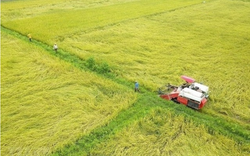 Hỗ trợ người trồng lúa không thấp hơn 50% kinh phí