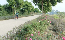 Đường hoa nông thôn mới đang nở rộ dịp xuân Quý Mão ở ngoại thành Hà Nội, đến là muốn chụp ảnh ngay
