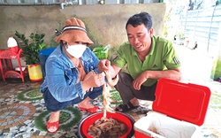 Một ông nông dân Quảng Trị được ví như "quái kiệt" trong nghề đi biển, dịp tết trúng đậm vì bắt loài tôm này