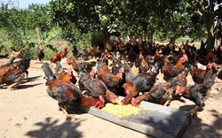 Trộn thảo dược gì vào thức ăn cho gà Mía nuôi ở Bắc Ninh mà con nào cũng "trơn lông đỏ da", mau lớn?