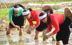 Hàng nghìn người dự lễ Khai hạ dân tộc Mường, thiếu nữ lội ruộng cấy lúa giữa giá rét 3 độ