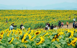 Nghệ An: Cánh đồng bạt ngàn hoa hướng dương vàng rực một góc trời hút du khách đổ về check-in