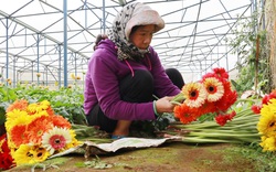 Đây là loài hoa đang "giữ phong độ" giá tốt ở Lâm Đồng giúp nông dân Đà Lạt kiếm bộn tiền