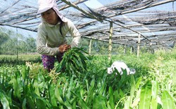 Rau mùi, húng quế Việt sang châu Âu hết cảnh bị kiểm soát thuốc bảo vệ thực vật