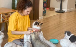 Hà Nội: Cô gái yêu mèo đầu tư hàng trăm triệu đồng nuôi 30 con tại căn hộ chung cư