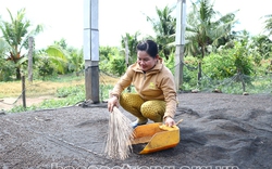 Sóc Trăng: Nuôi đàn thú "ngủ trên trời", nông dân hứng phân dưới đất mà bán đắt tiền