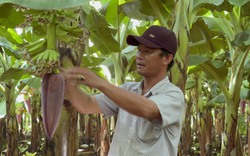 Nhiều nông dân giỏi ở Đồng Nai vượt khó thành tỷ phú thu tiền tỷ/năm