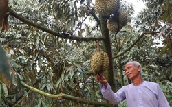 Diện tích trồng sầu riêng, nếu tỉnh này là số 2 thì "chưa có ai" là số 1, đó là tỉnh nào?