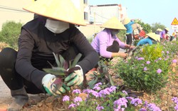 Đường hoa nông thôn mới cấp huyện ở Bắc Giang đẹp mê tơi với hoa thài lài tím, hoa ngũ sắc