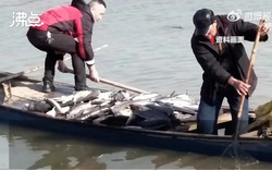 Hầu tòa vì phóng sinh 12 tấn cá ở Trung Quốc