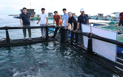 Nuôi cá bớp to bự trong lồng nhựa HDPE ở đảo Lý Sơn của Quảng Ngãi