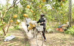 Càng gần Tết giá bưởi Diễn càng xuống thấp, chủ vựa buôn bưởi đất Hà Nam chỉ rõ lí do