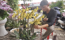 Đà Nẵng: Loại hoa mà xưa chỉ bậc Vua, chúa mới chơi nay "lên ngôi" ở thị trường hoa, cây cảnh Tết