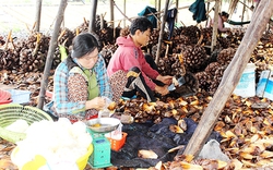 Huyện nào của Đồng Nai bao quanh 3/4 là sông nước, có loại cây lá bán ra tiền, quả là đặc sản?