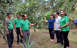 TT-Huế: Thành lập 243 chi, tổ hội nghề nghiệp giúp nông dân làm giàu
