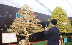 Giữa Thủ đô Hà Nội: Cây mai dát vàng 24k dáng rồng "trình làng" tại chợ hoa, cây cảnh Tết