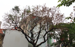Xót xa hình ảnh cây xanh trồng lâu năm bị "khô héo" bất thường giữa trung tâm Hà Nội