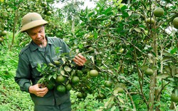 Vốn chính sách Ngân hàng CSXH “phủ sóng”, nông dân Gia Lai tăng thu nhập
