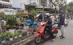 Đà Nẵng: Hoa treo hút hàng, hoa tết ngập tràn trên các tuyến phố chuyên doanh