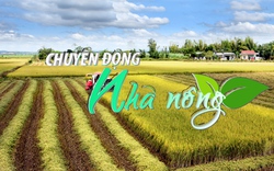 Chuyển động Nhà nông 1/10: Kon Tum tìm giải pháp cho gần 3.300 ha lúa canh tác một vụ