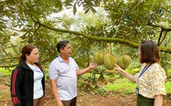 Đắk Lắk sẽ có bản đồ nông hóa thổ nhưỡng đầu tiên phục vụ phát triển nông nghiệp bền vững