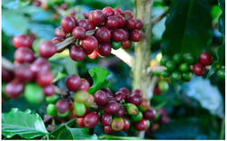 Giá cà phê ngày 10/10: Robusta giảm xuống mức thấp kỷ lục