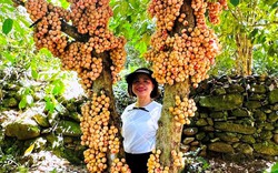 Về một làng cổ nổi tiếng Quảng Nam ngắm vườn trái cây đủ màu xanh, đỏ, tím, vàng