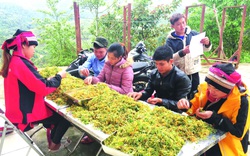 Trồng loại cây thuốc quý gì mà người Dao ở một nơi của Hà Giang có thu nhập cao?