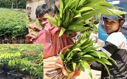 Quảng Ngãi đồng ý nhận 100.000 cây giống tài trợ thực hiện chương trình “ Quỹ trồng cây xanh”