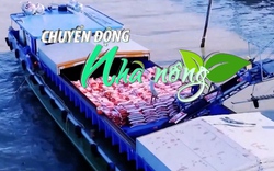 Chuyển động Nhà nông 13/10: Việt Nam sẽ là nguồn cung chính cho đợt thu mua gạo của Indonesia