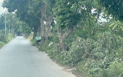 Con đường kỳ lạ giữa Thủ đô: Cỏ mọc um tùm được phát quang sau phản ánh của Dân Việt