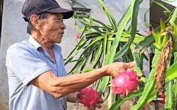 Long đong trồng đủ thứ cây, cuối cùng ông nông dân tỉnh Hòa Bình 'nên duyên' với thanh long