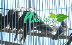 Chuyển động Nhà nông 14/10: Ráo riết xử lý nạn rao bán chim trời trên mạng xã hội