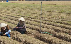 Sáng còn gặt lúa, chiều nông dân một huyện ở Thái Bình đã rẽ đất trồng những loài cây ưa ấm