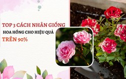 SỔ TAY NHÀ NÔNG: Top 3 cách nhân giống hoa hồng cho hiệu quả trên 90%