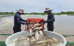 Ở ĐBSCL lúc này tôm xuống giá mà một loại cá chắc thịt lại "lên đời", hễ nhà nào kéo bán là trúng