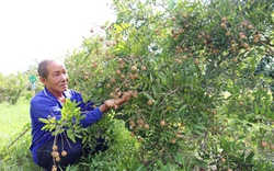 Một nơi ở An Giang, nông dân trồng nhãn kiểu gì mà cây thấp tè đã ra trái quá trời, bẻ là bán được hết