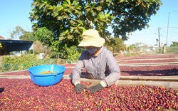 Người Trung Quốc tiêu thụ 14 tỷ tách cà phê/năm, lượng mua từ Việt Nam ngày càng lớn