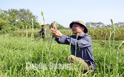 Ở một làng của Tuyên Quang, dân chỉ trồng loài hoa nhìn như cỏ, thu nhập hơn 4 tỷ/năm