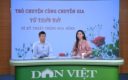 GÓC CHUYÊN GIA: "Bắt mạch" bệnh vàng lá trên cây hoa hồng